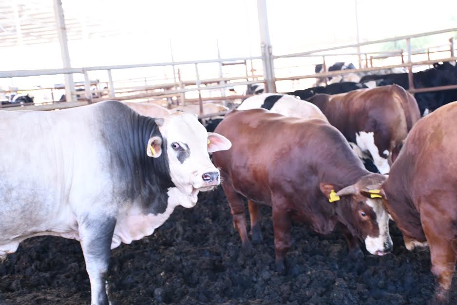 Adada7aeeqj (10).jpg.jpg